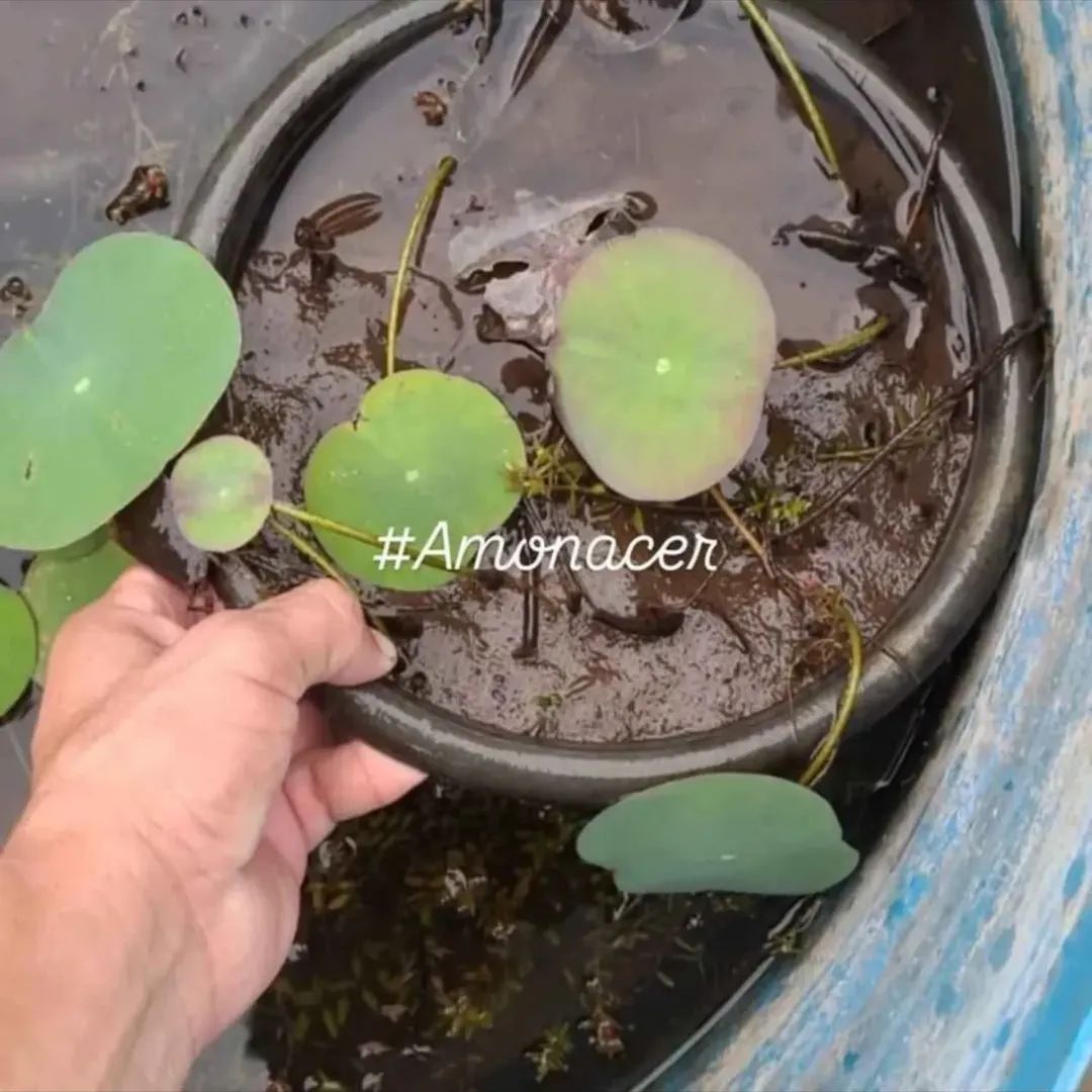 Cosecha de Nymphoides en contenedor de agua