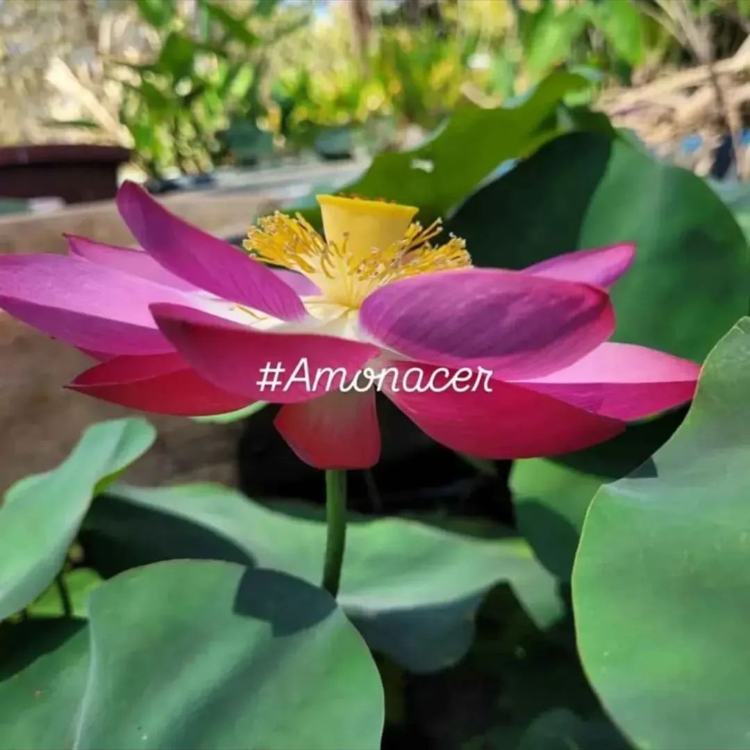 Loto en plena floración cultivado por Amonacer