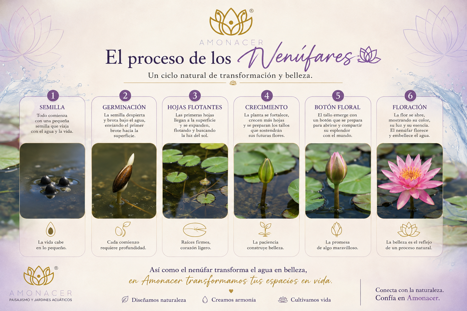 Infografía: el proceso de los nenúfares, de la semilla a la floración
